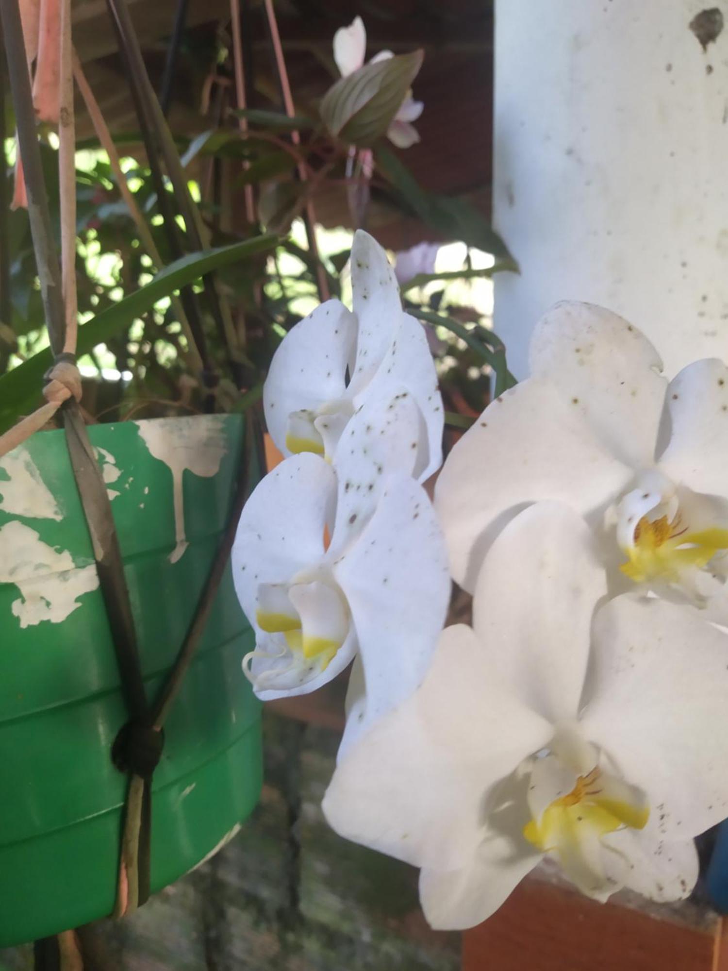 סאסאימה Eco Aldea Topacio מראה חיצוני תמונה
